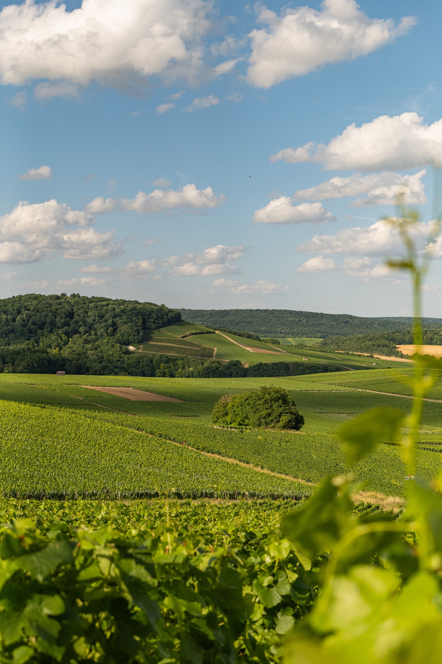 LOISIUM_CHO_2025_SZ-31-min