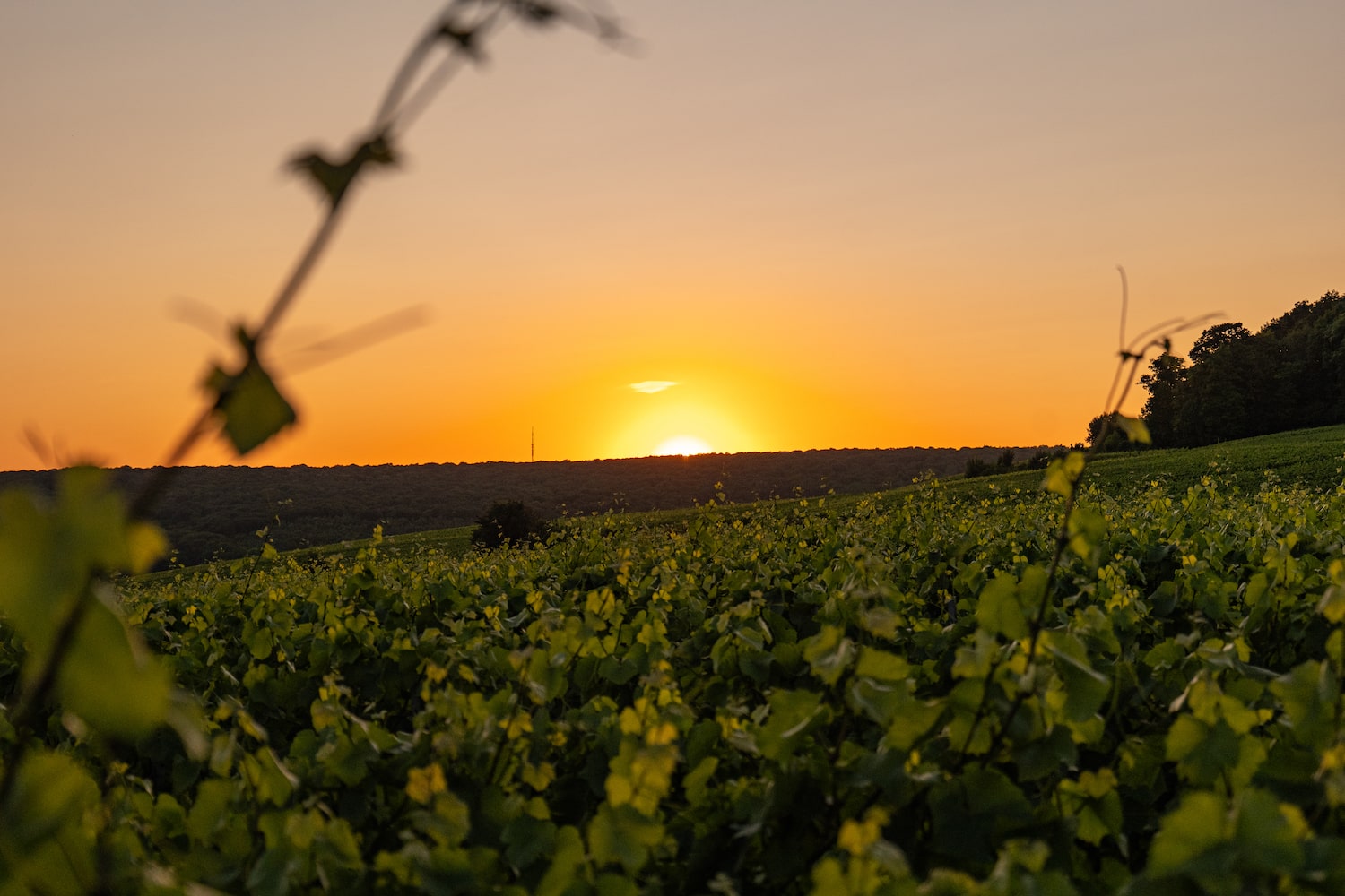 LOISIUM_CHO_2025_SZ-51-min