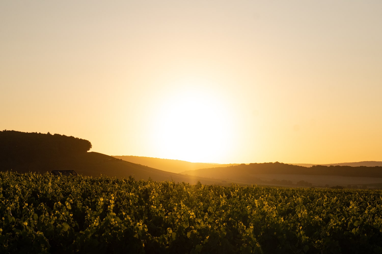 LOISIUM_CHO_2025_SZ-84-min