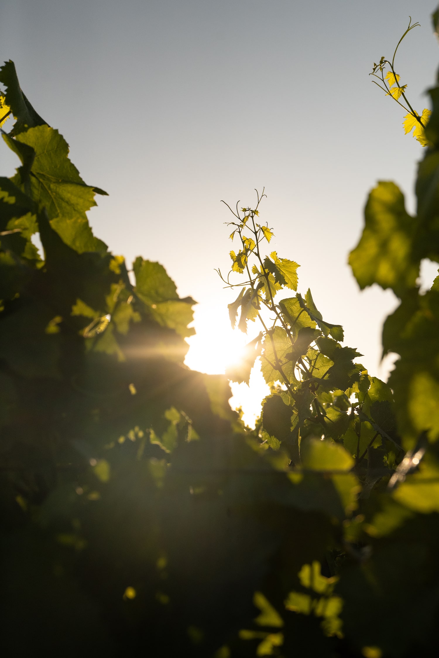 LOISIUM_CHO_2025_SZ-93-min