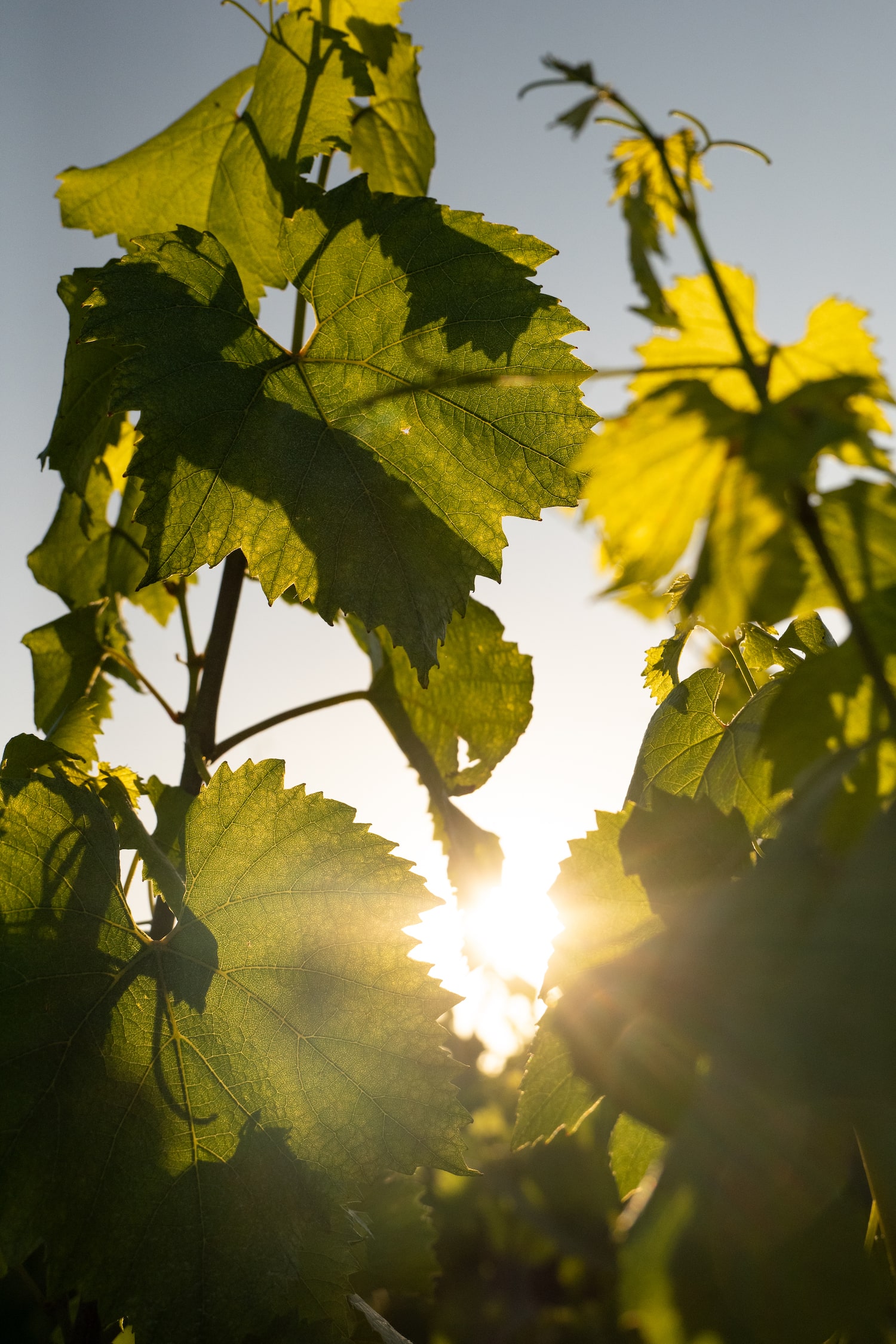 LOISIUM_CHO_2025_SZ-95-min